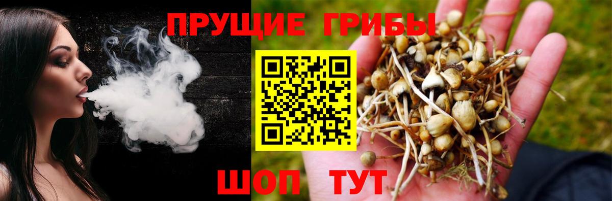 Псилоцибиновые грибы Psilocybe Чита